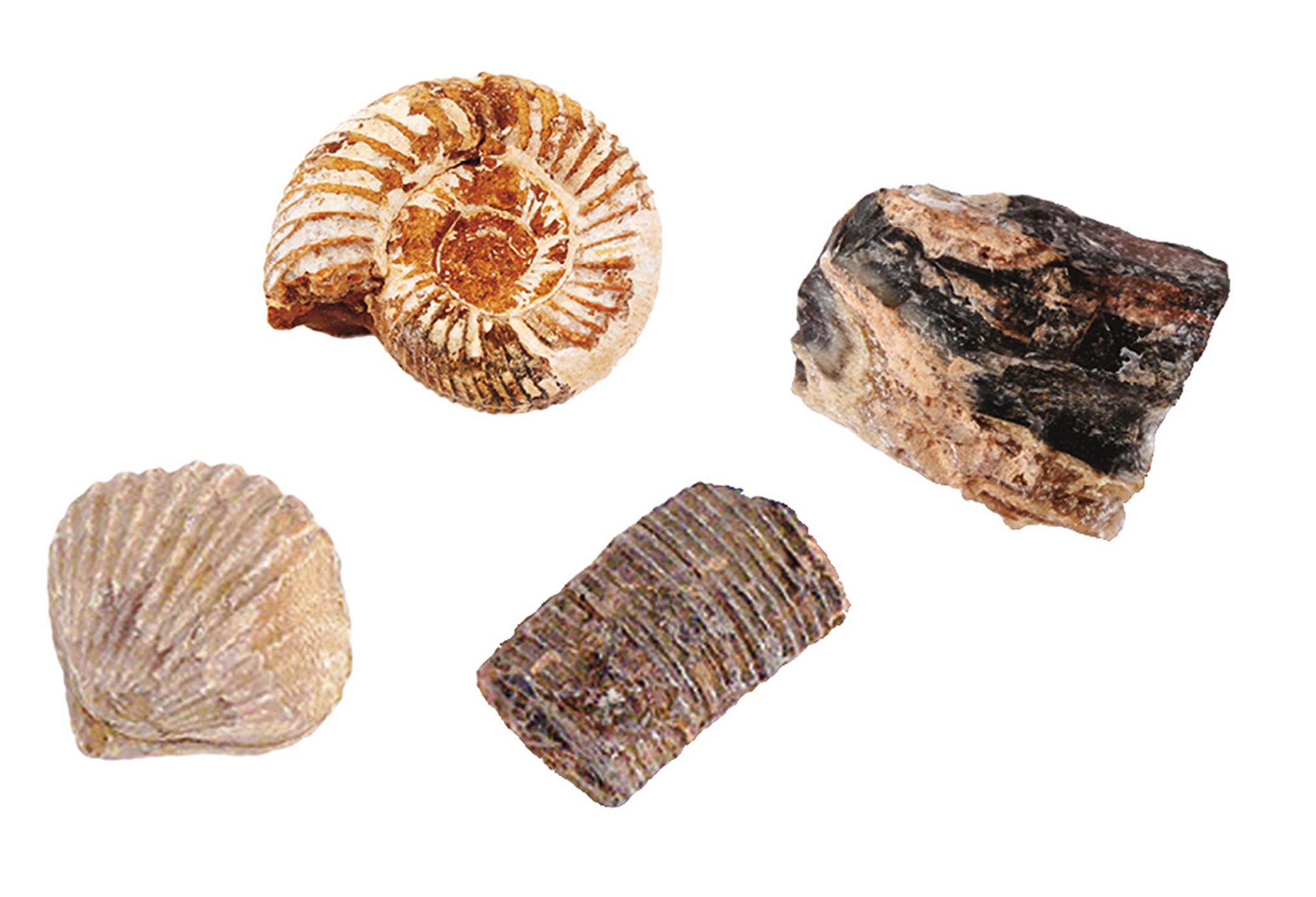 308410_Fossilien-Set_BM_05.jpg